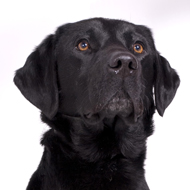Black Labrador