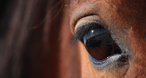 Pioneering method for equine eye examinations