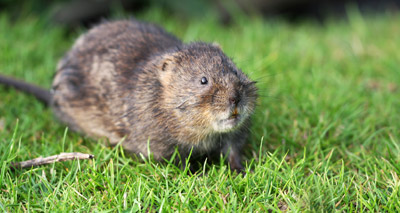 Water vole release hoped to increase population