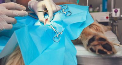 Essential care guidance for veterinary practices