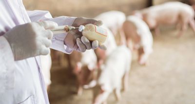 Veterinary antibiotic sales halved in five years