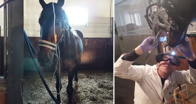 Equine vets warn of worsening situation in Ukraine