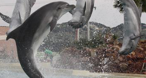 Winter Olympics urged to drop dolphins from relay