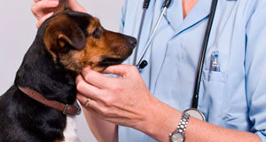 Majority of owners view pet health as a priority