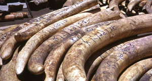 MEPS vote to tackle poachers and animal trafficking