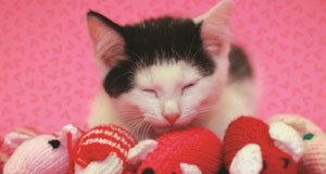 Feline lonely this Valentine's Day?