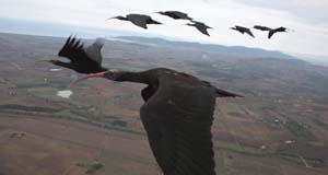 V formation of migrating birds explained