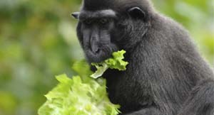 Banana ban for Devon zoo monkeys