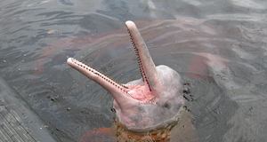 New type of river dolphin is discovered