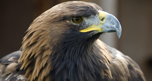 Golden eagle could become national symbol