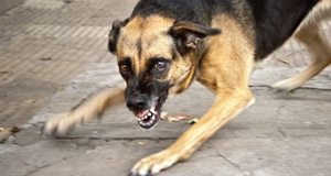 Dog attacks need investigating, says behaviourist