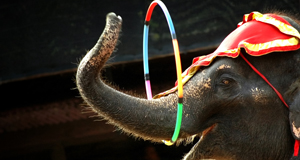 Wild animals could be banned from travelling circuses in Scotland