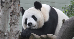 Giant panda wins international vote