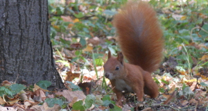 The island where an endangered species thrives