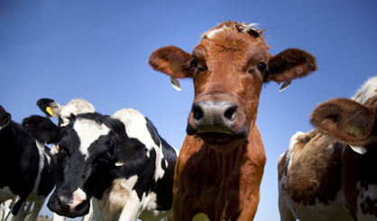 Rise in overfat cows could cause calving problems