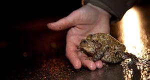 Helping toads across the roads