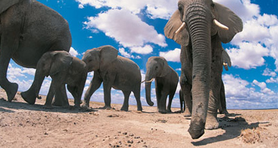 "Hope" after pledges on illegal wildlife trade