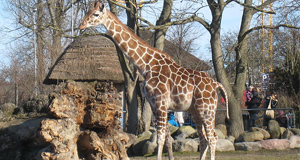 Killing of healthy giraffe leads to zoo euthanasia outrage