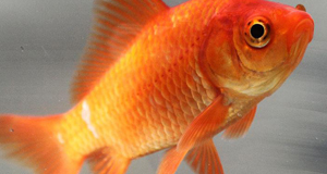 RSPCA may prosecute live fish drinkers