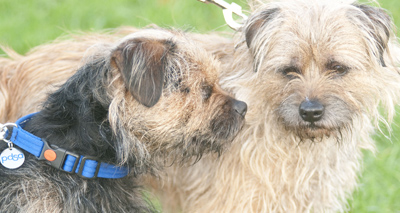 Border terrier plays guide dog for blind son