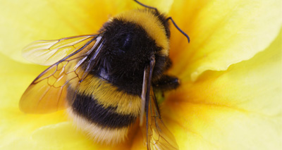 Honeybee diseases spread to wild bees