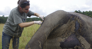 Forensics used in the fight against poaching