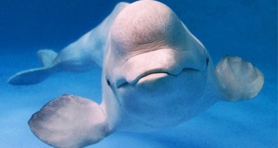 Cat parasite found in Arctic Beluga whales