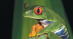 Amphibian extinction at heart of international day