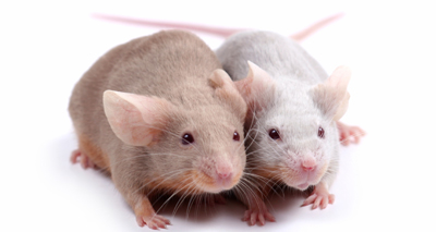 Mice show no fear in brain study