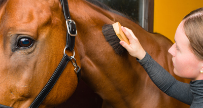 Practised hands needed for 'project' horses