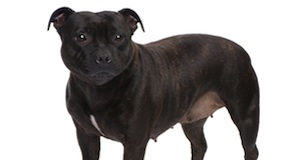 Increase in Staffies at rescue centres