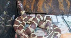 California king snake found in botanical gardens