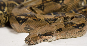 New blood test for deadly snake disease
