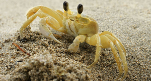 Artificial rock pools on seawalls will save intertidal species