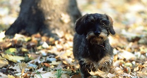 GPS recorders attached to dog collars for tick study