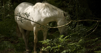 Equine grass sickness confirmed in Guernsey