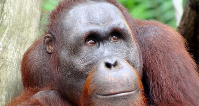 Orang-utan death could signal new zoonotic parasite