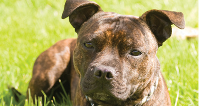 Dog missing for four years reunited with owner