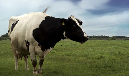 TB-resistant cattle could be bred, study finds