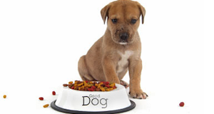 Dog food claims lack evidence says BVA