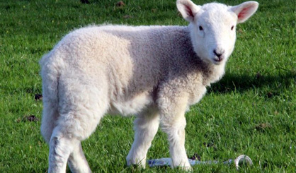 Sheep farmers warned to watch their lambs' weight