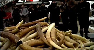 Call for world governments  to destroy ivory stockpiles