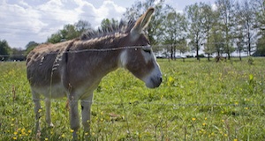 One in ten donkeys at sanctuary euthanased