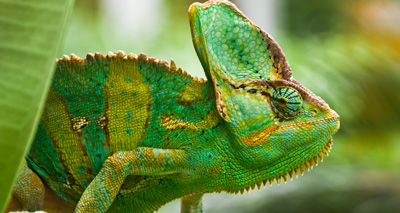 New code of practice for exotic pets