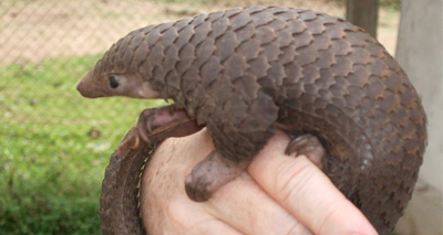 Extent of pangolin trade uncovered in new report