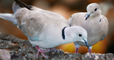 Conservation science centre launched by RSPB