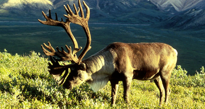 Reindeer grazing has impact on climate change