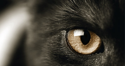 Two people contract TB from cats