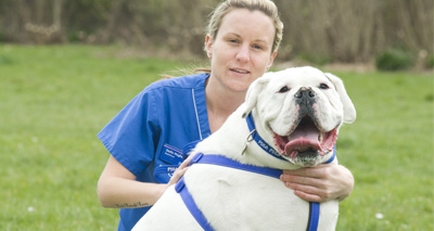 Fatty treats fed to nearly three quarters of pets in Scotland