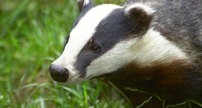 Roadkill badgers tested for bTB in new study